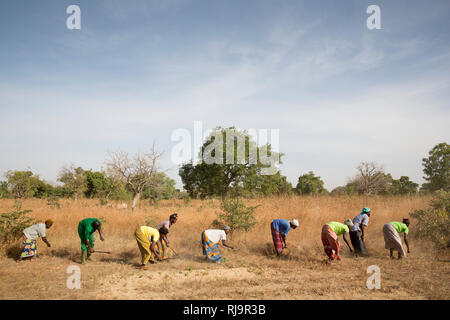 Village de Bissiga, Yako, Burkina Faso, le 29 novembre 2016 ; les membres de la forêt de femme projet d'existence de la création d'un coupe-feu. Banque D'Images