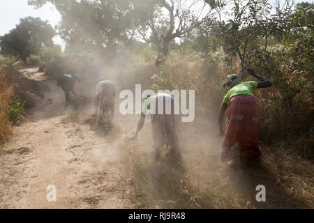 Village de Bissiga, Yako, Burkina Faso, le 29 novembre 2016 ; les membres de la forêt de femme projet d'existence de la création d'un coupe-feu. Banque D'Images