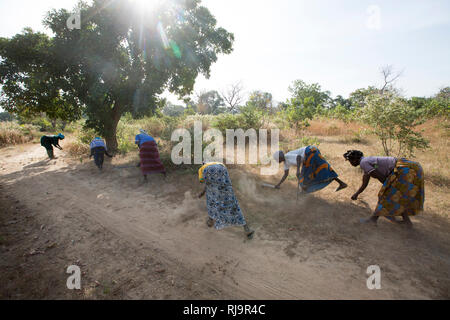 Village de Bissiga, Yako, Burkina Faso, le 29 novembre 2016 ; les membres de la forêt de femme projet d'existence de la création d'un coupe-feu. Banque D'Images