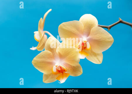 Un bouquet de fleurs d'orchidées de couleur jaune sur fond bleu. Banque D'Images