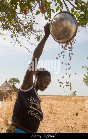 Village de Bissiga, Yako, Burkina Faso, le 29 novembre 2016 ; un villageois winnows ses cacahouètes récolte. Banque D'Images