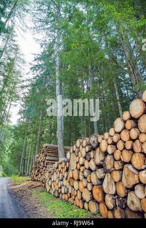 Les piles de journaux en vert forêt de pins, de l'Europe Banque D'Images