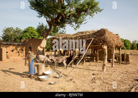 Village de Bissiga, Yako, Burkina Faso, le 29 novembre 2016 ; un villageois winnows son grain. L'alimentation animale séchée est enregistré aussi. Banque D'Images