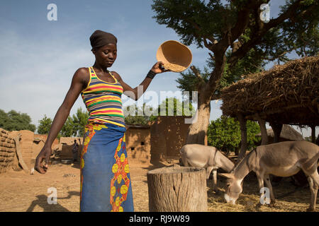 Village de Bissiga, Yako, Burkina Faso, le 29 novembre 2016 ; un villageois winnows son grain. L'alimentation animale séchée est enregistré aussi. Banque D'Images