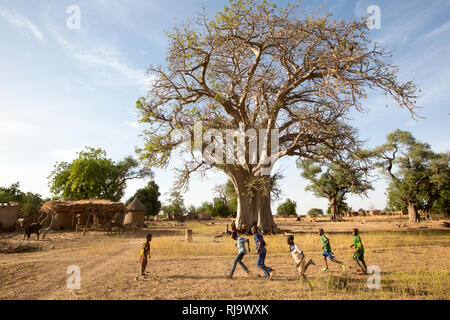 Village de Baribsi, Yako, Burkina Faso, 30 novembre 2016; enfants jouant devant le village baobab arbre, utilisé pour les réunions de village. Banque D'Images