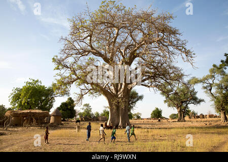 Village de Baribsi, Yako, Burkina Faso, 30 novembre 2016; enfants jouant devant le village baobab arbre, utilisé pour les réunions de village. Banque D'Images