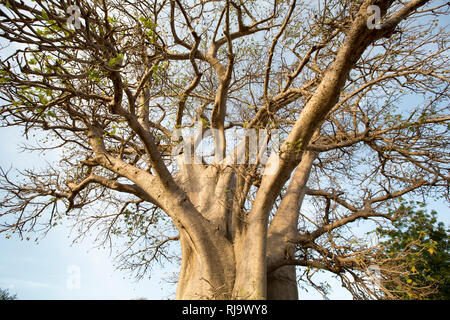 Village de Baribsi, Yako, Burkina Faso, 30 novembre 2016; arbre de baobab du village. Banque D'Images
