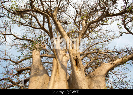 Village de Baribsi, Yako, Burkina Faso, 30 novembre 2016; arbre de baobab du village. Banque D'Images