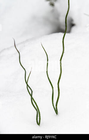 Tiges d'un tire-bouchon (Juncus effusus f. spiralis) dans la neige Banque D'Images