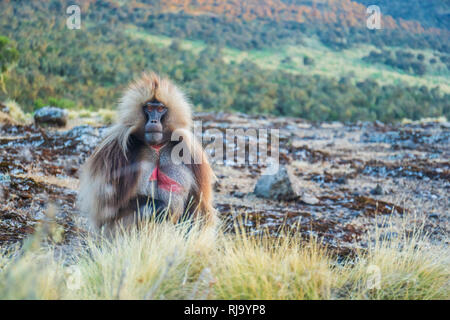 Babouin Gelada mâle Banque D'Images