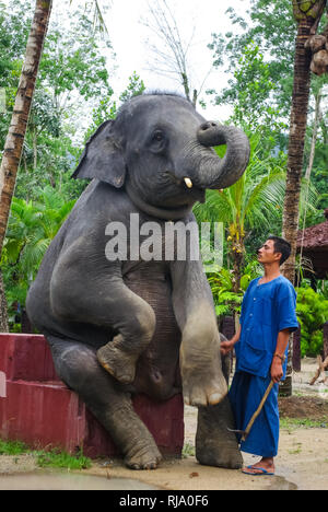 Phuket, Thaïlande - le 13 juin 2013 : formation de l'éléphant. La performance de cirque en Thaïlande avec un éléphant dans la rue. Banque D'Images