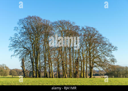 Un bosquet de hêtres matures situé dans la campagne anglaise du matériel roulant dans les Cotswolds dans Winter sunshine Banque D'Images