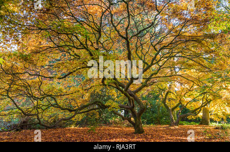 L'érable japonais (Acer palmatum) en couleurs de l'automne. Pris dans un espace boisé avec des feuilles marron avec la lumière du soleil peeking through. Banque D'Images