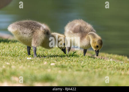 Cygnet debout sur l'herbe verte. Fond vert floue doucement. Banque D'Images