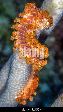 Tordeuse des canneberges barbu,Hermodice carunculata est un type de famille Amphinomidae bristleworm ,marine Banque D'Images