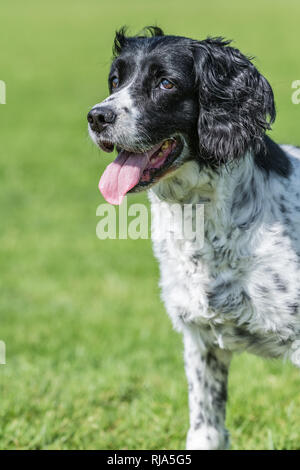 English springer spaniel debout avec un fond vert. Closeup portrait image. Banque D'Images