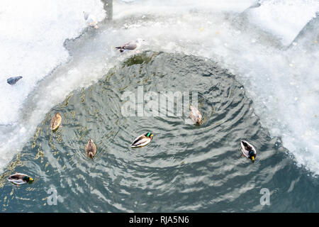 Vue de dessus de canards dans glade dans vodootvodniy congelés sur canal moskova dans la ville de Moscou en hiver Banque D'Images