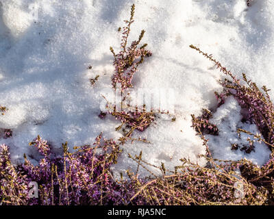 Les rameaux gelés neige-couvertes de lavande en hiver jour ensoleillé Banque D'Images