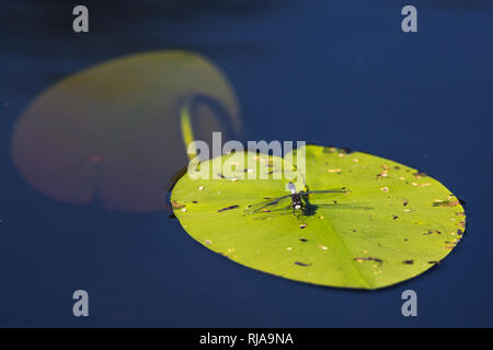 Whiteface Lilypad Banque D'Images