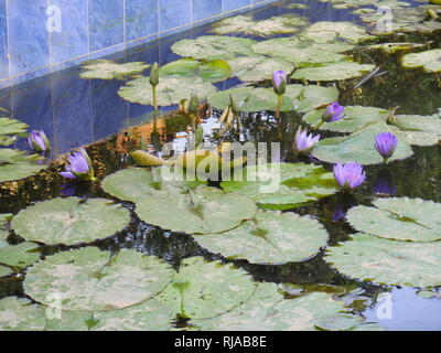 Nymphaea caerulea, principalement connu comme le lotus bleu (ou bleu lotus égyptien), mais aussi nénuphar bleu (ou bleu de l'eau égyptienne lily), et bleu sacré lily, est un nénuphar dans le genre Nymphaea. Comme les autres espèces du genre, la plante contient des alcaloïdes psychotropes aporphine (à ne pas confondre avec l'apomorphine). Il était connu des civilisations de l'Égypte ancienne. Banque D'Images