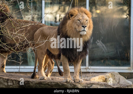 Le lion Panthera leo est l'un des quatre grands félins du Genre Panthera. Banque D'Images