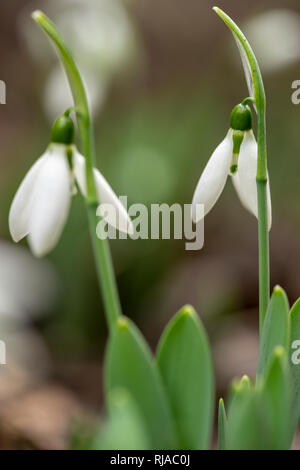 Close up of fresh - fleurs Snowdrop Galanthus nivalis vient germé dans le sol. Banque D'Images