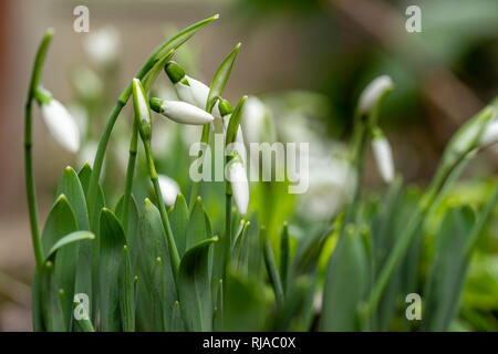 Close up of fresh - fleurs Snowdrop Galanthus nivalis vient germé dans le sol. Banque D'Images