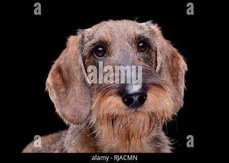 Portrait d'une adorable teckel poil fil - isolé sur fond noir. Banque D'Images