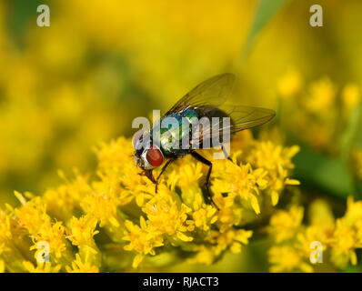 Flacon vert commun mouche Lucilia cericata sur fleur jaune Banque D'Images