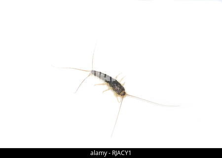 Gros plan du gris à longue queue lépismes Ctenolepisma longicaudata isolé sur fond blanc Banque D'Images