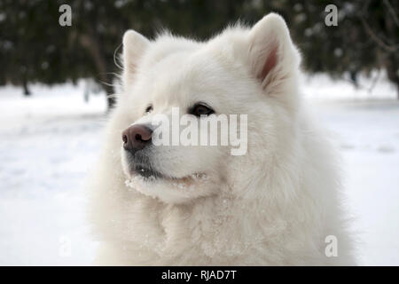 Museau Samoyède. fermer portrait d'un très beau chien blanc moelleux. L'un des plus beaux animaux du monde Banque D'Images
