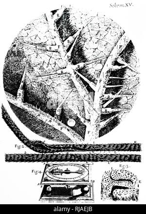 Une gravure représentant des détails de Robert Hooke's hygromètre, un instrument utilisé pour mesurer la quantité d'humidité de la vapeur d'eau dans l'atmosphère, le sol, ou dans des espaces confinés. 1. La face inférieure des feuilles d'ortie. 2. Barbe de folle avoine. 3. Section d'une barbe de folle avoine. 4. L'hygromètre. Robert Hooke (1634-1703) un philosophe naturel anglais, architecte et polymathe. En date du 19e siècle Banque D'Images