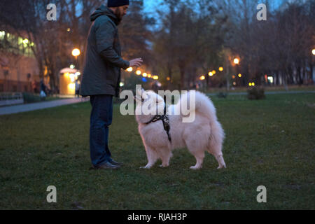 Promenade de chien blanc moelleux et jouant avec son propriétaire dans le parc le soir. Samoyède et sa propriétaire Banque D'Images