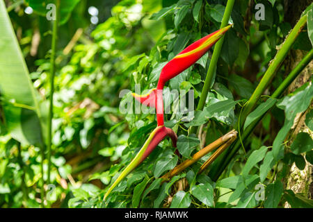 Heliconia flower dans Hoomaluhia Botanical Garden, Oahu, Hawaii Banque D'Images