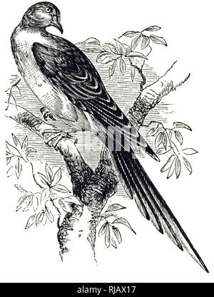 Une gravure représentant une tourte ou pigeon sauvage est une espèce de pigeon qui était endémique à l'Amérique du Nord. En date du 20e siècle Banque D'Images