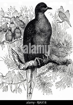 Une gravure représentant une tourte ou pigeon sauvage est une espèce de pigeon qui était endémique à l'Amérique du Nord. En date du 19e siècle Banque D'Images