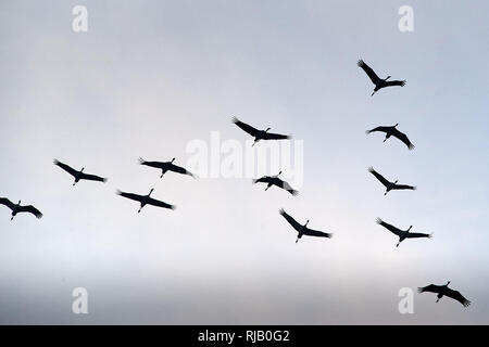 Kraniche fliegen über Sassnitz auf der Insel Rügen Banque D'Images