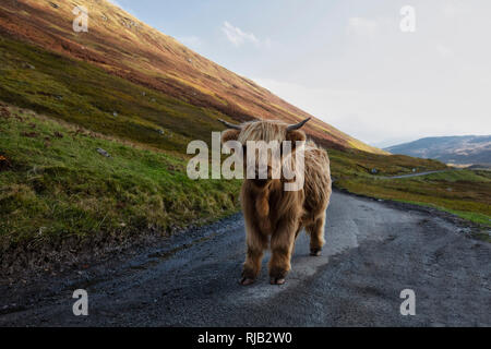 Highland cattle dans une rue d'Ecosse Banque D'Images