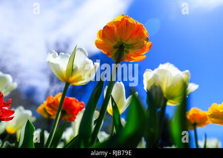 Tulipes colorées sur une journée ensoleillée de printemps. Belle tulipe orange poussant dans le jardin d'été. Arrière-plan de printemps avec bouquet de narcisses, crocus et h Banque D'Images