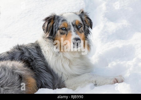 Berger Australien pupp, collie australien sur la neige Banque D'Images