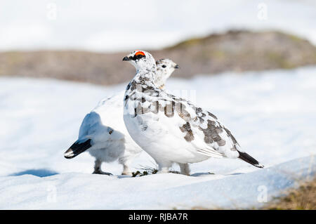 Le lagopède alpin (Lagopus mutus), paire adultes (hommes devant, les femmes derrière) en plumage d'hiver marche sur la neige à Coire un t-Sneachda (Corrie de la neige) Banque D'Images