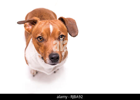 Jack Russell Terrier de 3 ans, les cheveux lisses style - petit chien petit mignon - isolé contre fond blanc - chien est de la recherche - funny perspectiv Banque D'Images