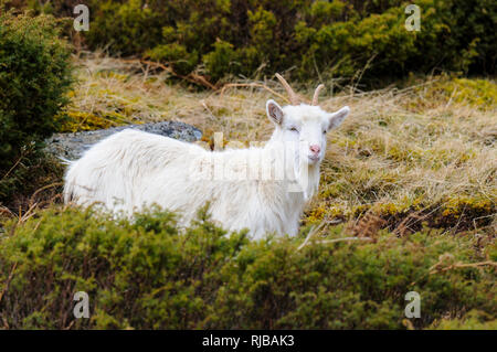 Une Petite chèvre blanche feral kid (Capra hircus) sur la lande dans la vallée Findhorn qui traverse la montagnes Monadhliath, Inverness-shire, en Écosse. Banque D'Images