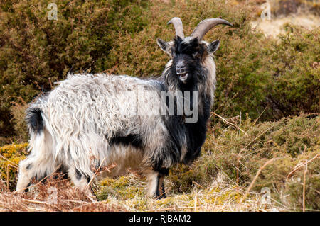 Un grand mâle chèvre férale (Capra hircus) sur la lande dans la vallée Findhorn qui traverse la montagnes Monadhliath, Inverness-shire, en Écosse. Marc Banque D'Images