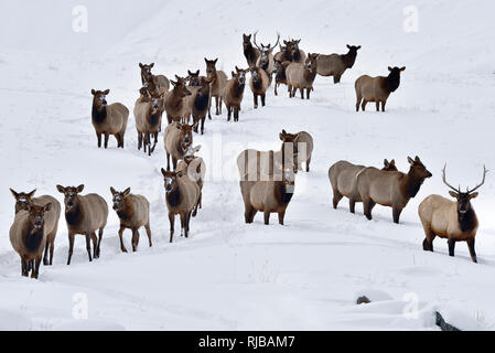 Un troupeau de wapitis sauvages 'Cervus canadensis', qui voyagent à travers la neige fraîche dans les régions rurales de l'Alberta au Canada. Banque D'Images