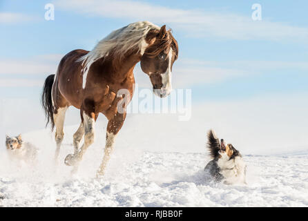 DJ fantastique cheval galopant Valentine sur neige avec Berger Australien sur une journée ensoleillée en hiver. République tchèque Banque D'Images