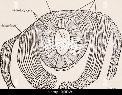 . Caractérisation de la venin de Glycera dibranchiata. Sweet Briar College ; Glycera dibranchiata. Ungerer 10 base de la cellule (Heacox, 1974). Il semble y avoir trois types de cellules sécrétrices, mais il y a un débat sur la question de savoir s'ils sont séparés en trois types distincts (Michel 1966, cité par Heacox, 1974), ou plutôt un type de cellule à différents stades de l'cycle sécrétoire. lumen de glande à couches musculaires de sécrétion de la surface de l'épithélium coelomique. pièce jointe à du pharynx Figure 6. Une coupe d'une glande à venin de G. dibranchiata, démontrant les cellules sécrétrices entourant la lumière. Les toxines sont r Banque D'Images