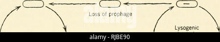 . L'hérédité de la cellule. La cytogénétique. La recombinaison DANS LES VIRUS ET BACTÉRIES 123 phages fectious qu'ils ont formé (Figure 5.5). Lorsque les phages tempérés s'adsorber sur les bactéries sensibles, l'un des deux résultats peuvent suivre : soit les envahisseurs peuvent se comporter comme des phages virulents, multiplier, et éventuellement Ivse la cellule ; ou au contraire, l'invasion de l'ADN peut être réduit à la condition du prophage, multipliant innocuously de tempo avec l'hôte. Cet équilibre est rompu rarement spontanément, mais il peut être perturbé dans la plupart des cellules par l'application de stimuli tels que l'irradiation ou mutagènes chimiques et carcinoge Banque D'Images