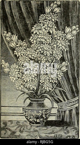 . L'Chaapel fleurs plantes et graines. Horticulture pépinières (Pennsylvanie) ; catalogues Williamsport Pennsylvanie pépinière Catalogues Williamsport ; semences California Williamsport Catalogues. Les bulbes d'ÉTÉ Choix. L'été les bulbes de printemps pour planti ig sont peu coûteux, très facile à cultiver, et de produire certains des plus voyantes et belle de toutes les fleurs d'été et d'automne. Il y a peu de fleurs mais que l'on peut comparer avec la noble et brillant de l'épis, glaïeul et la pureté et la douceur de la tubéreuse. Ils ont besoin de soins, et guère de faire rapidement un superbe écran, Banque D'Images