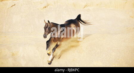 Buckskin or cheval akhal-teke fonctionne en galop vers le bas dans les sables du désert, en plongée des Banque D'Images